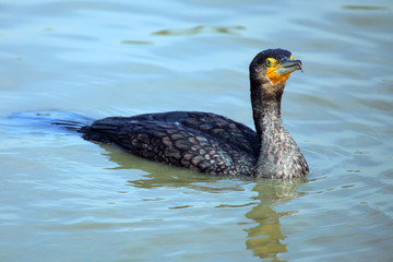 Cormorant