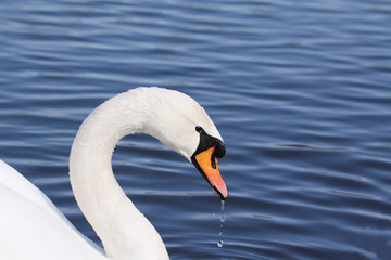 Water flows from the beak of a swan















Drops of water falling from the beak of a swan


