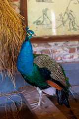 Obraz premium Bright Peacock in barn