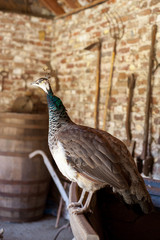 Peahen in barn