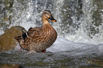 Mallard duck