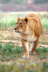 lioness