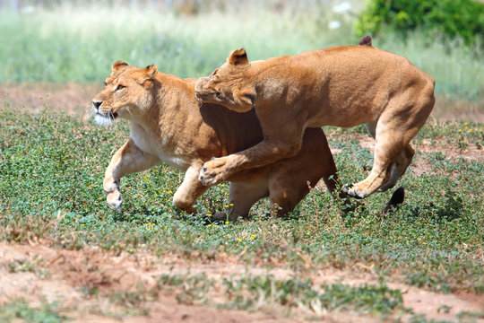 female lions