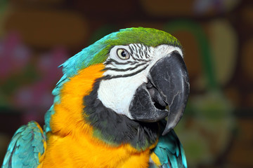 Ara Ararauna