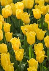 Yellow tulip flower