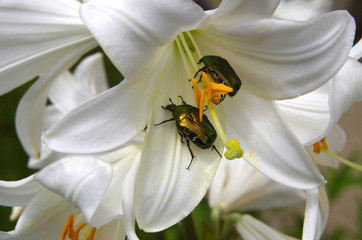 (Golden Beetle) [Goldie beetle] (Cetonia aurata) (Green beetle) (Rose chafer) (cetonia aurata) eat white lilies.