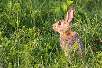 Bunny Rabbit vertical......we were very close to this young rabbit and I think he felt protected by the grasses around him.