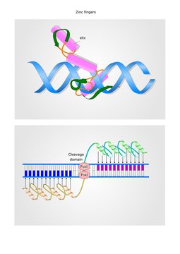 Structure Of Zinc Fingers And The Dna Binding Site