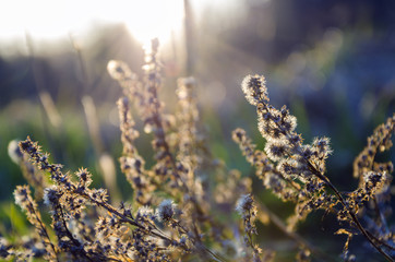 Dry flowers in sunlight