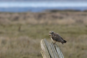 Short-eared Owl Perched