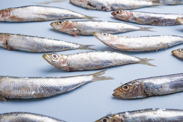 Sardine fishes in a row on a blue wet background