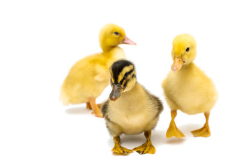 small geese isolated