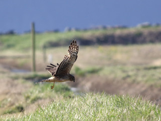 Northern Harrier Hunting