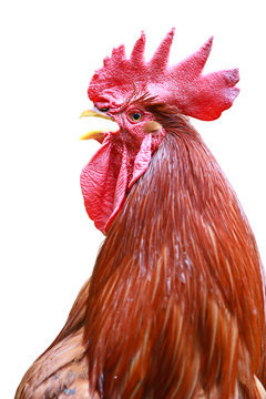 Hahn, kr&auml;hend, freigestellt
