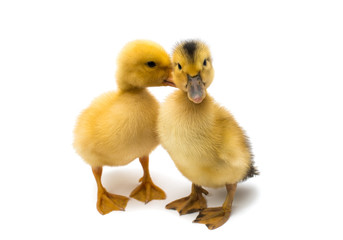 small geese isolated