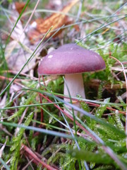 Champignons en forêt