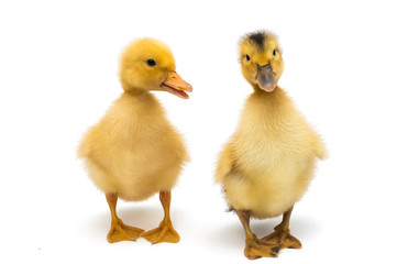 small geese isolated