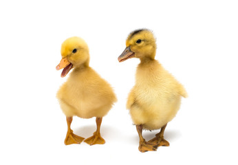 small geese isolated