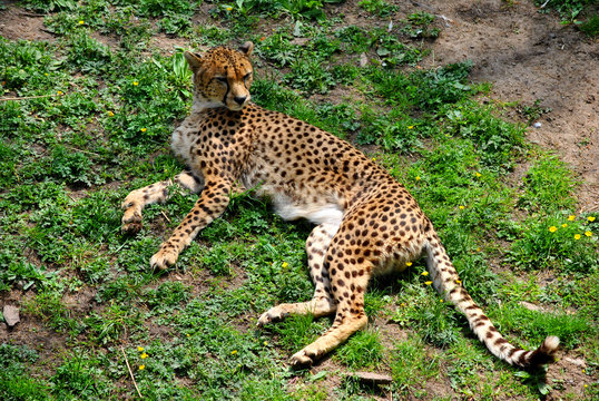 Cheetah Latin name Acinonyx jubatus