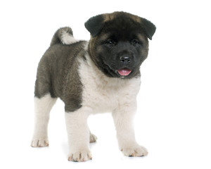 puppy american akita