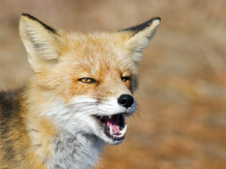 Red Fox Close-up
