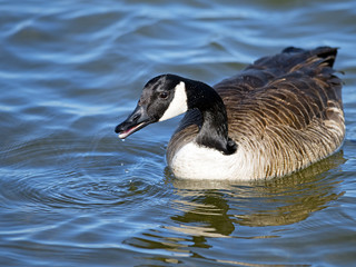 Canada Goose