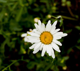 Fototapeta premium Plant. A flower a camomile with white petals