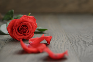 single red rose on wooden table, shallow focus