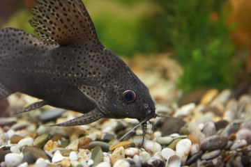 Colorful fish in aquarium