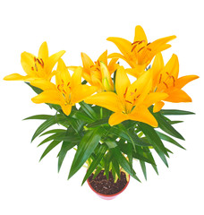 Fototapeta na wymiar Spring yellow lily flower isolated on white