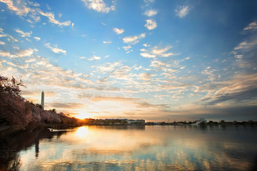 Cherry Blossoms Washington DC Sunrise