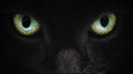 graue Katzengesichtsnahaufnahme mit grünen Augen, britische Katze