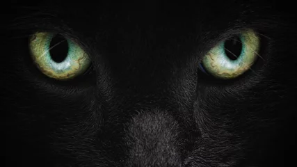 Selbstklebende Fototapete Panther graue Katzengesichtsnahaufnahme mit grünen Augen, britische Katze