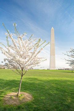 Cherry Blossoms at the Washington Monument in DC