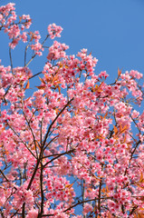 Wild Himalayan (Prunus cerasoides) Cherry,Chaingmai,Thailand