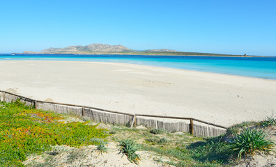 green bushes in La Pelosa beach