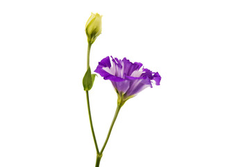 eustoma flower