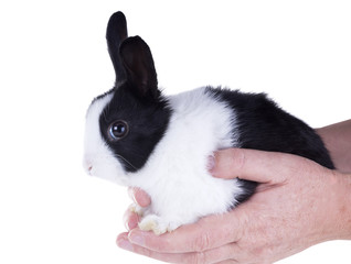 Dwarf Dutch rabbit sitting on their hands. Isolated on white bac