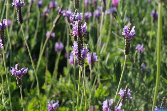 Lavender: Lavandula angustifolia © poppurizz