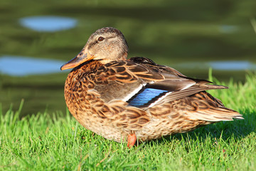 Mallard duck