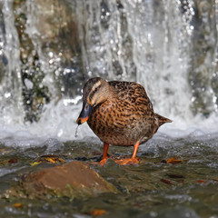 Mallard duck