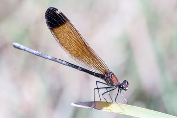 damselfly