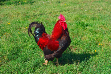 Rooster in grass