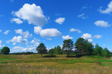 Beautiful summer landscape