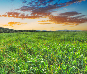 green spikes field at sunset