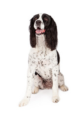 Springer Spaniel Dog Sitting Over White