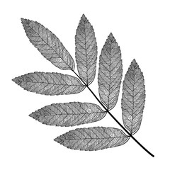 vector skeletonized leaf