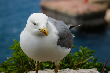 Seagull very close