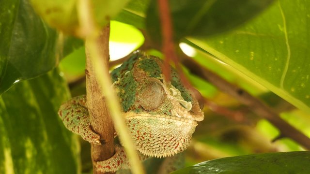 cam&eacute;l&eacute;on dans la nature(vid&eacute;o 4k)