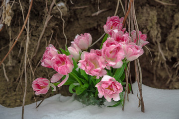 Fresh flowers in the snow on a grunge background